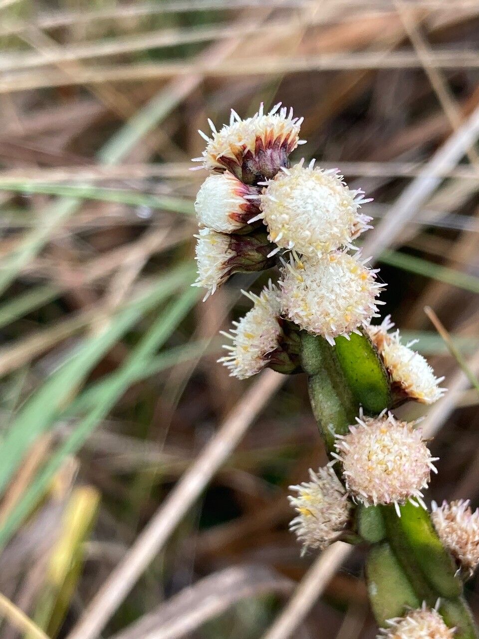 Baccharis sagittalis flower