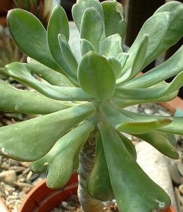 Sedum torulosum — houseplant care guide