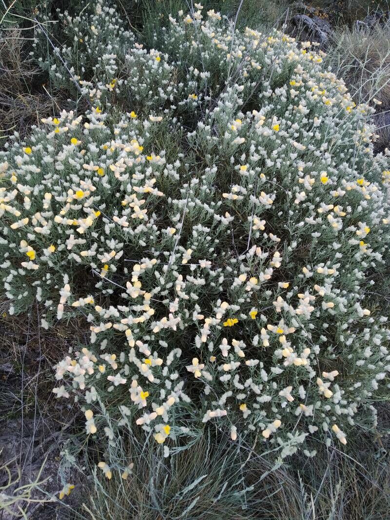 Genista iberica flower