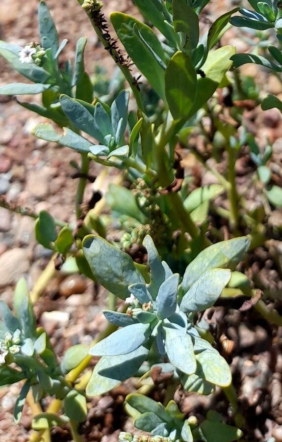 Heliotropium veronicifolium — search result for 'Heliotropium'