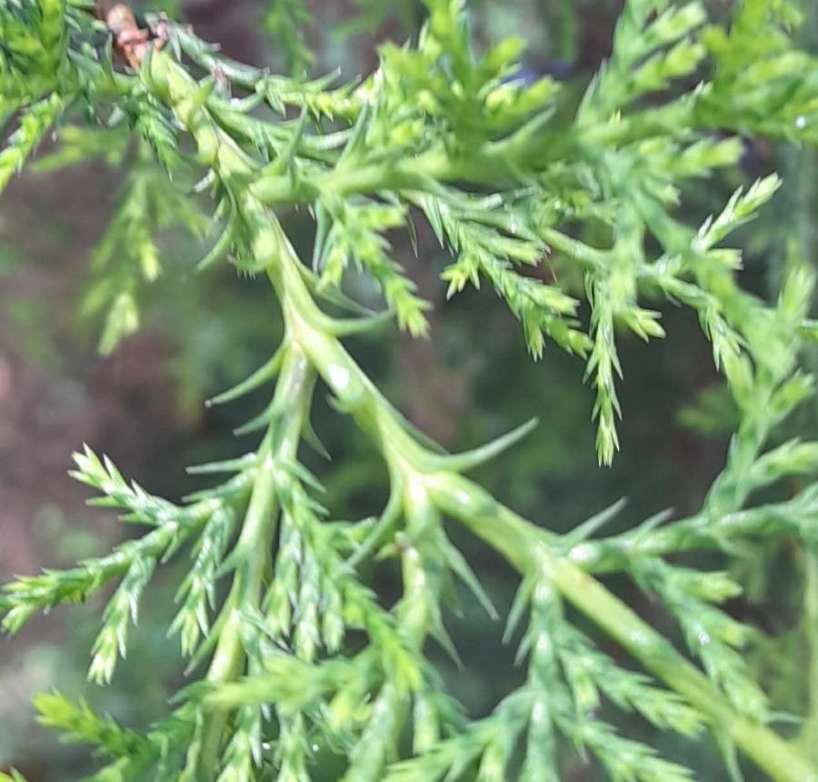 Hesperocyparis goveniana — search result for 'Hesperocyparis'