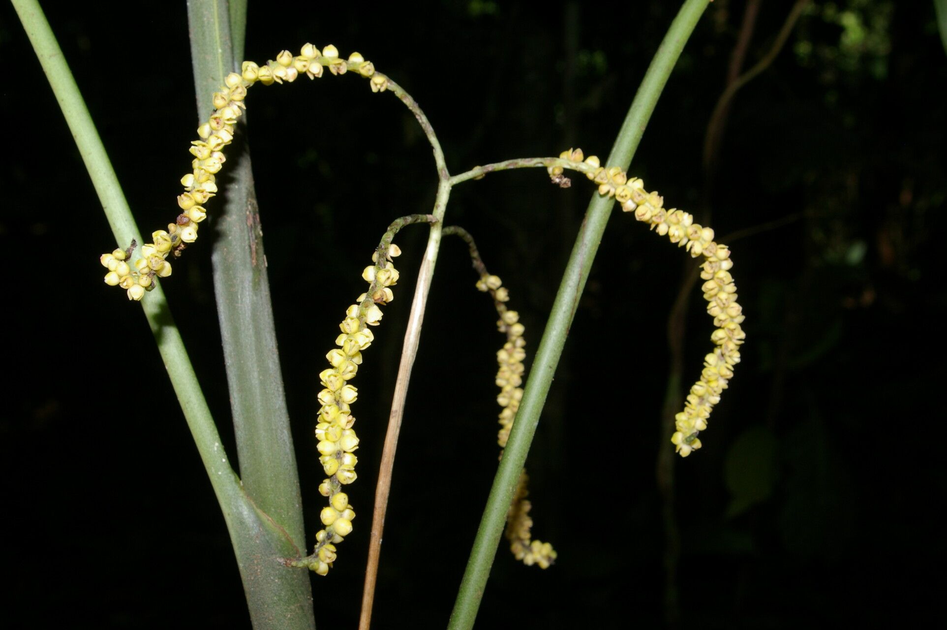 Chamaedorea dammeriana fruit