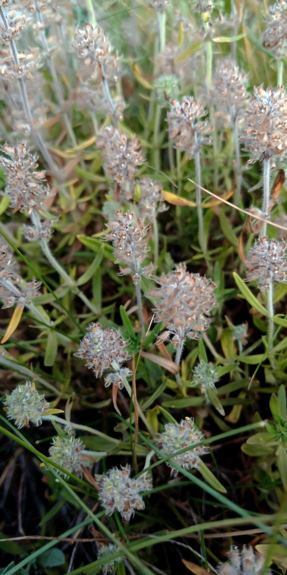Thymus serpyllum fruit