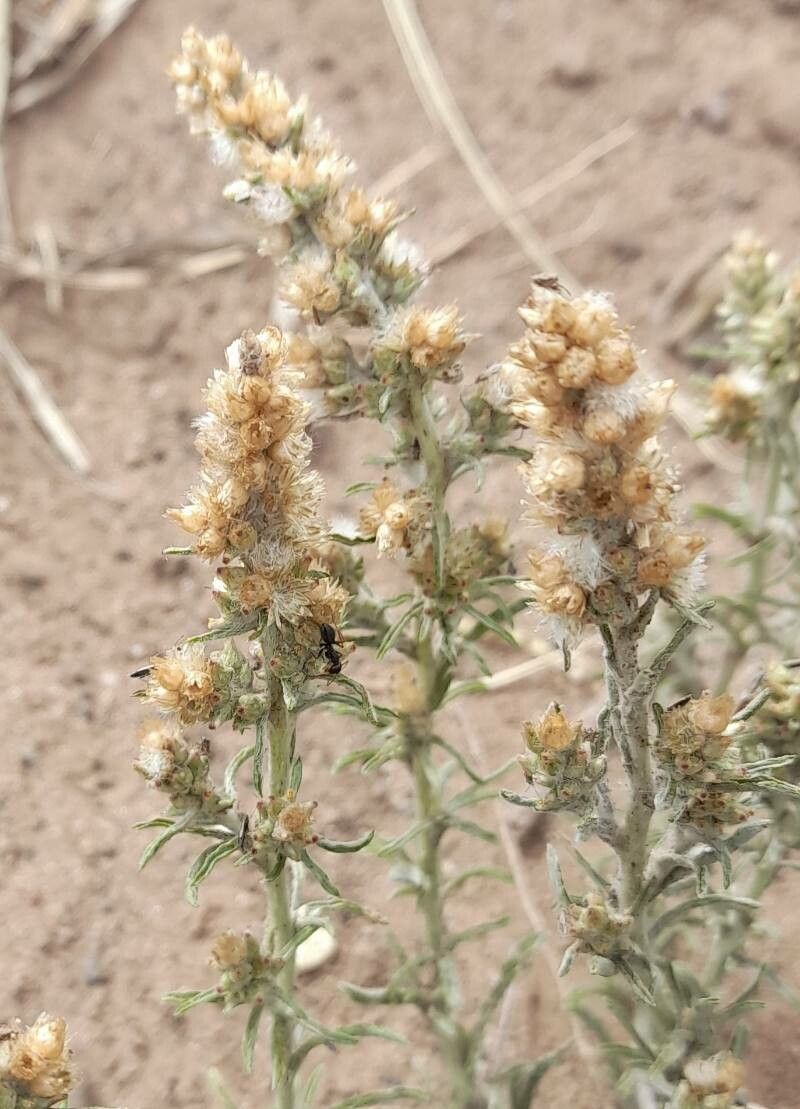 Gamochaeta filaginea fruit