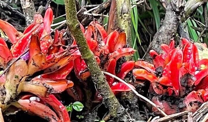 Aframomum angustifolium leaf