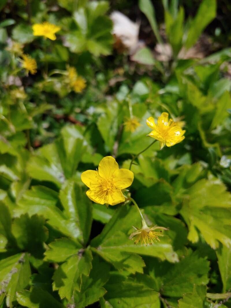 Waldsteinia fragarioides flower