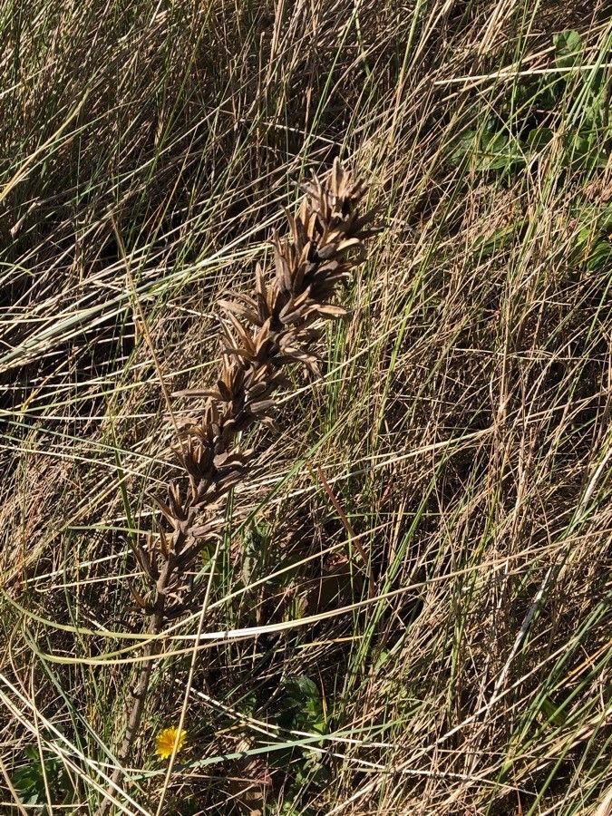 Phelipanche purpurea fruit