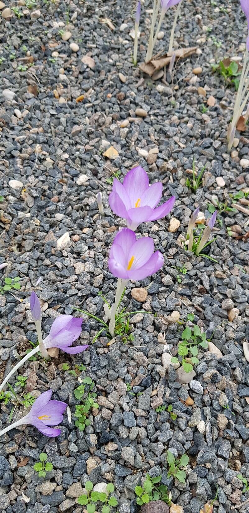 Crocus goulimyi habit