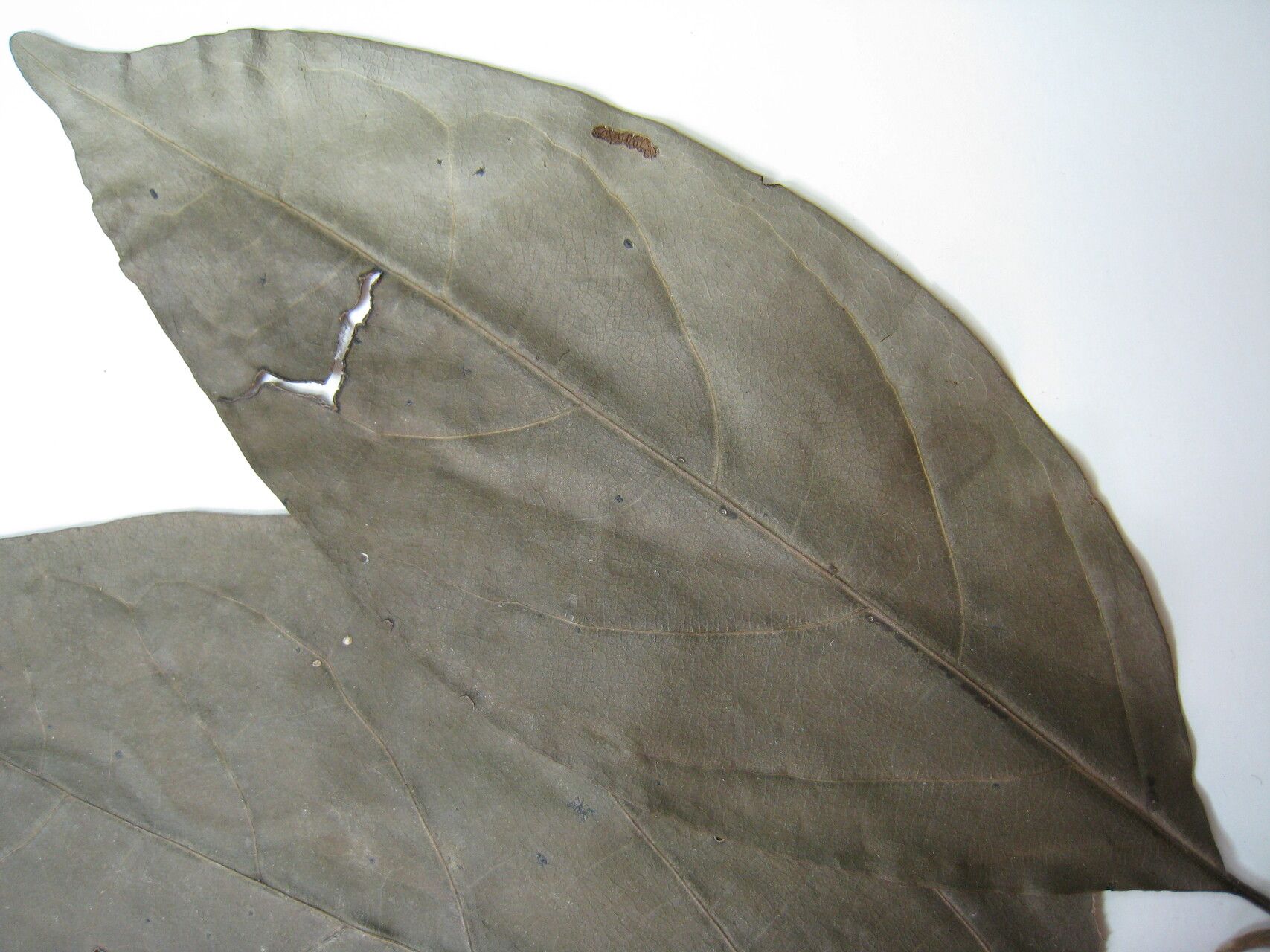 Cordia lomatoloba — houseplant care guide