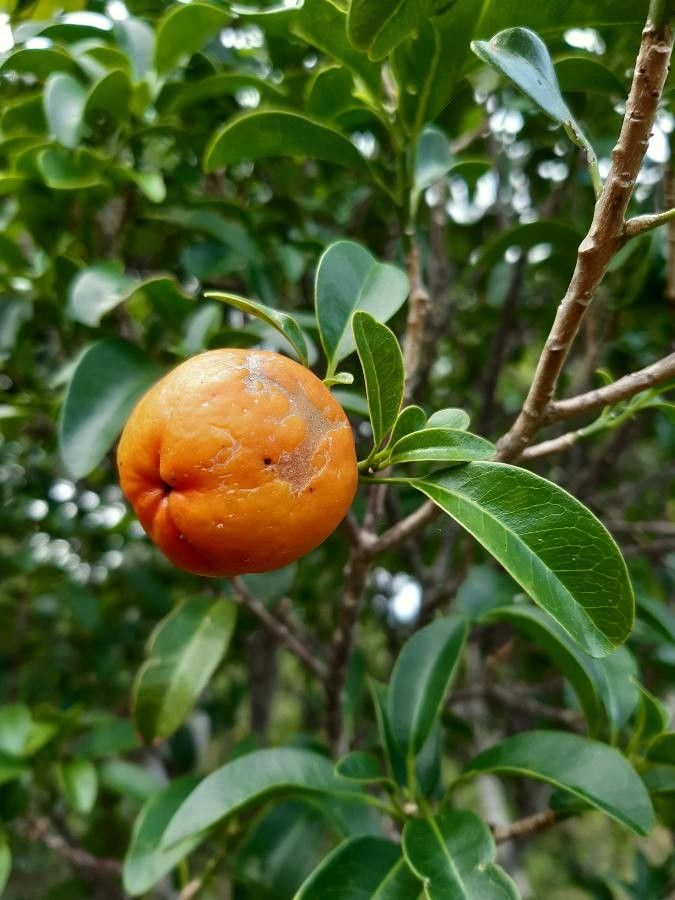 Fontainea pancheri fruit