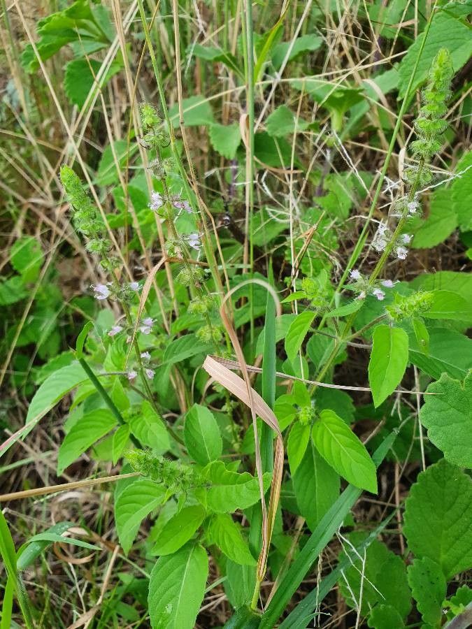 Ocimum × africanum flower
