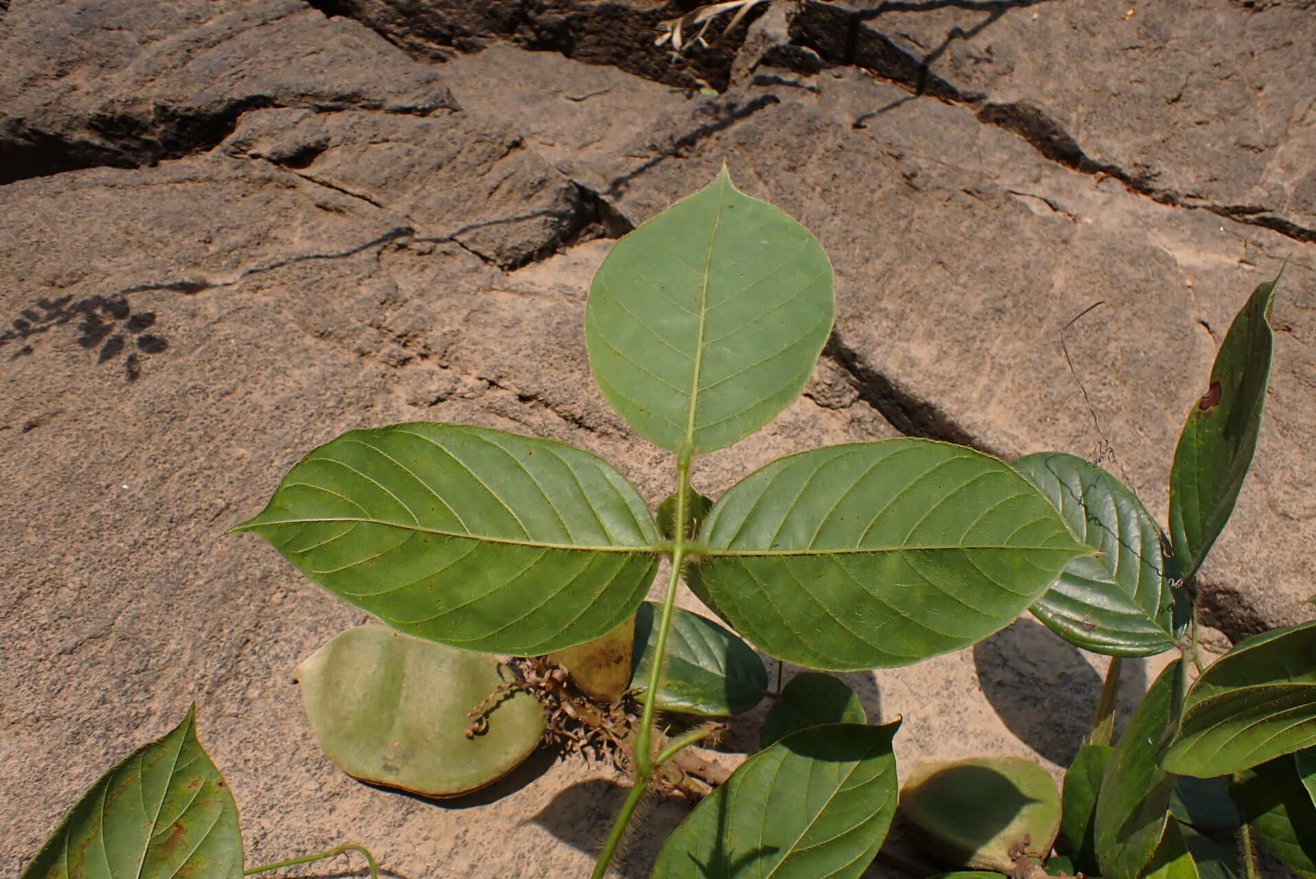 Dioclea hexandra leaf