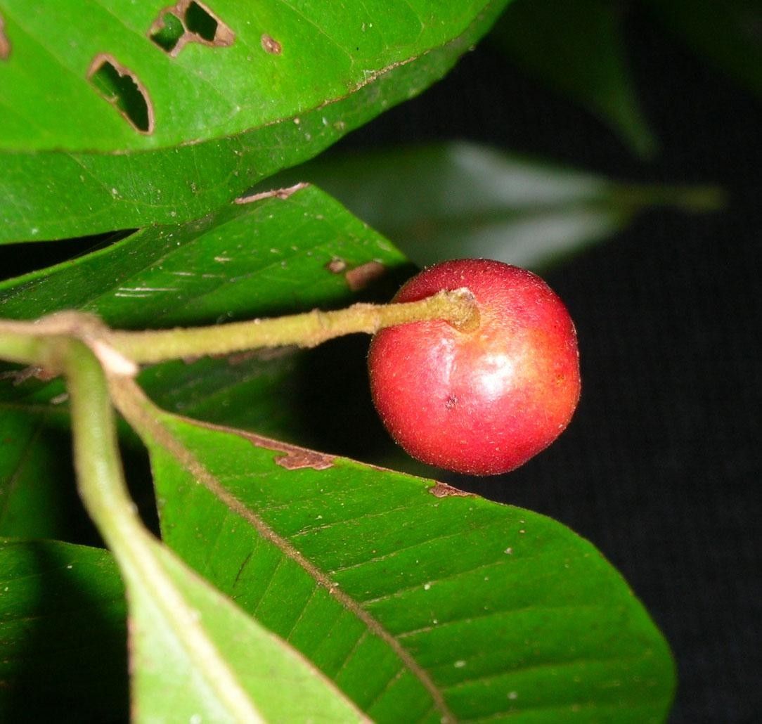 Myrcia aliena fruit