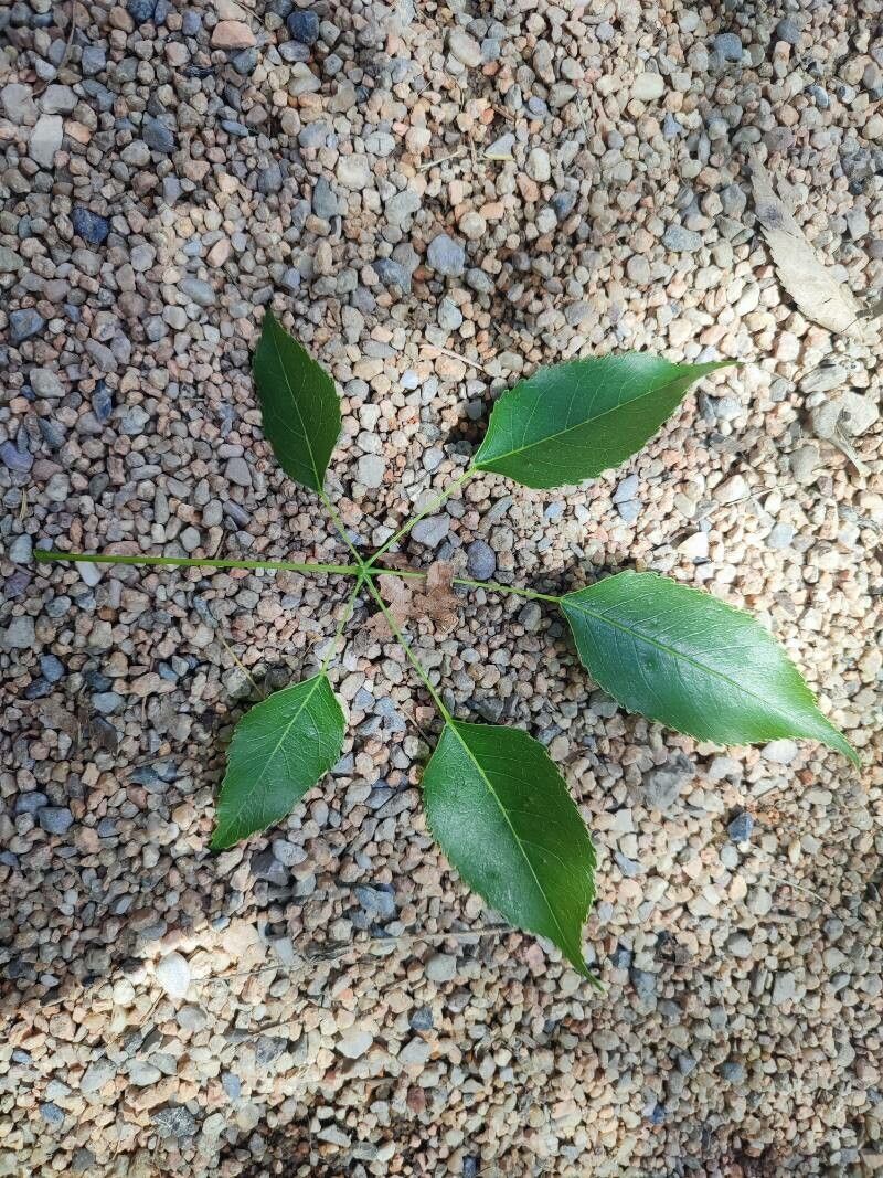 Handroanthus heptaphyllus — search result for 'Paraguay'
