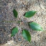 Handroanthus heptaphyllus