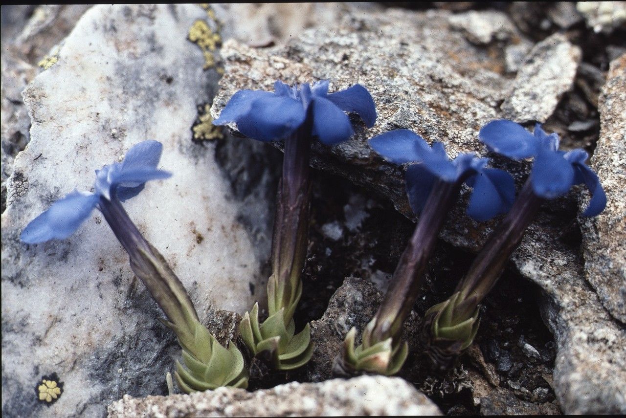Gentiana schleicheri habit