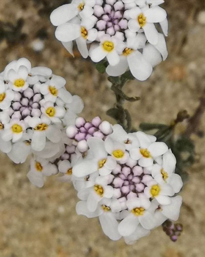 Iberis procumbens flower