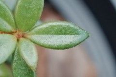 Rhododendron gracilentum — houseplant care guide