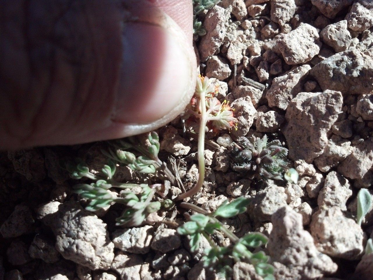 Cymopterus alpinus habit