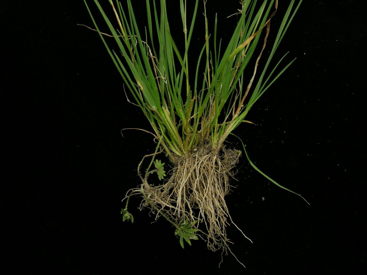 Agrostis nervosa habit