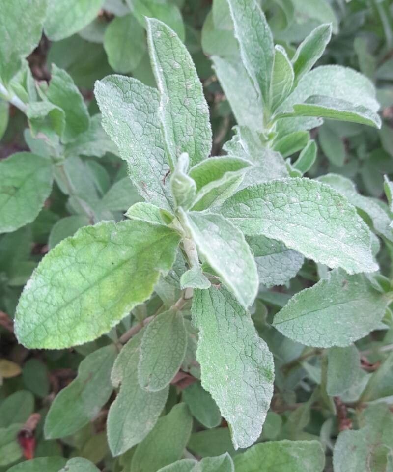 Cistus × canescens — houseplant care guide