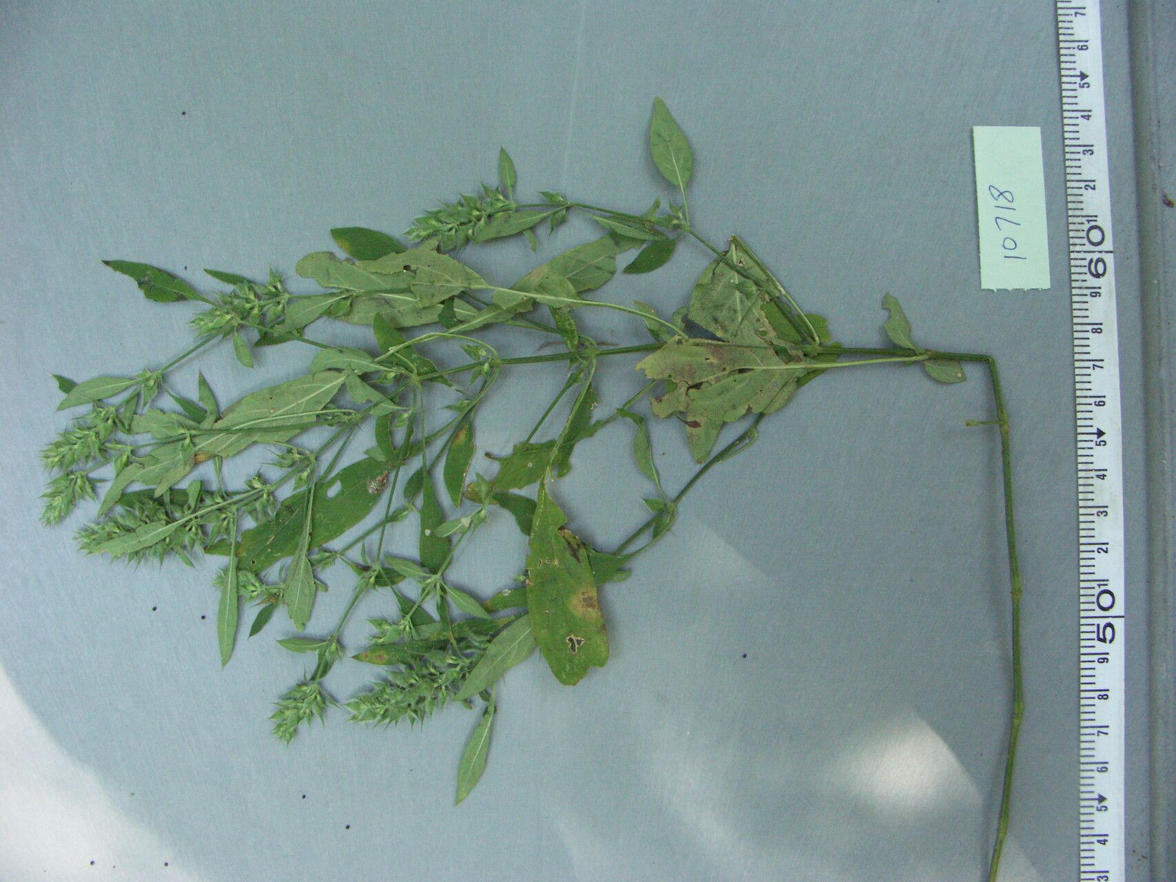 Dicliptera spicata — houseplant care guide