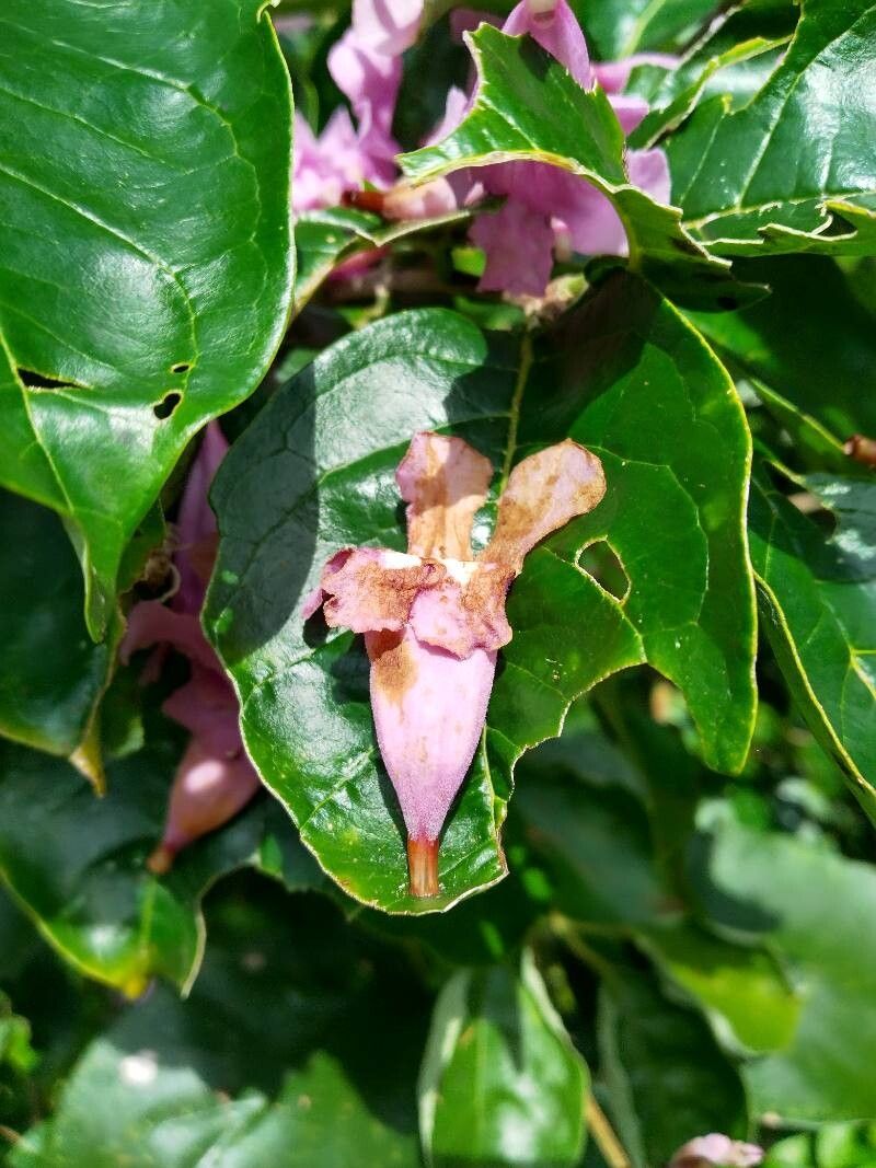 Fridericia candicans — related species from the same genus