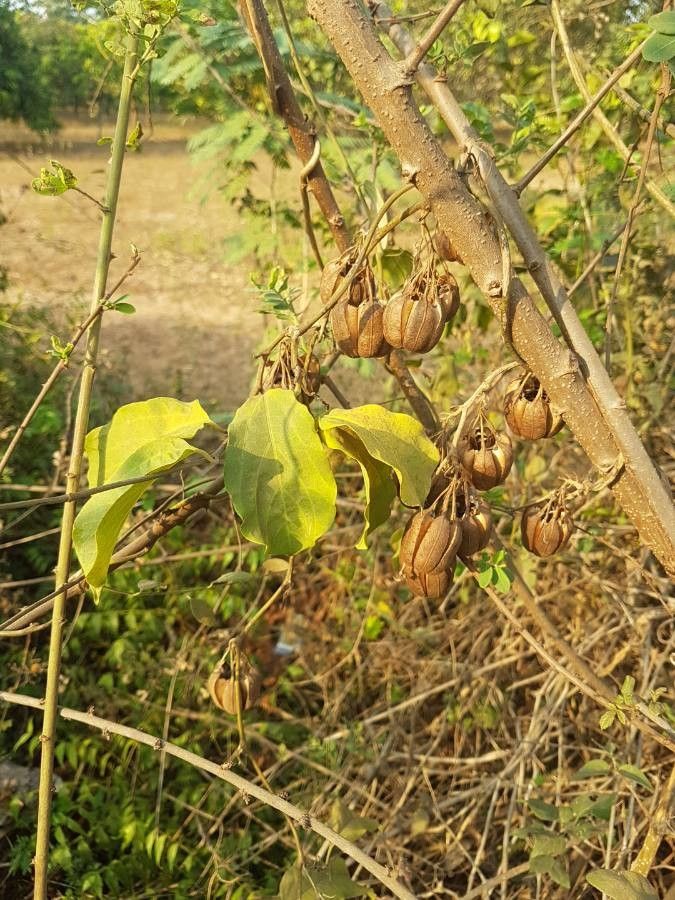 Aristolochia acuminata other