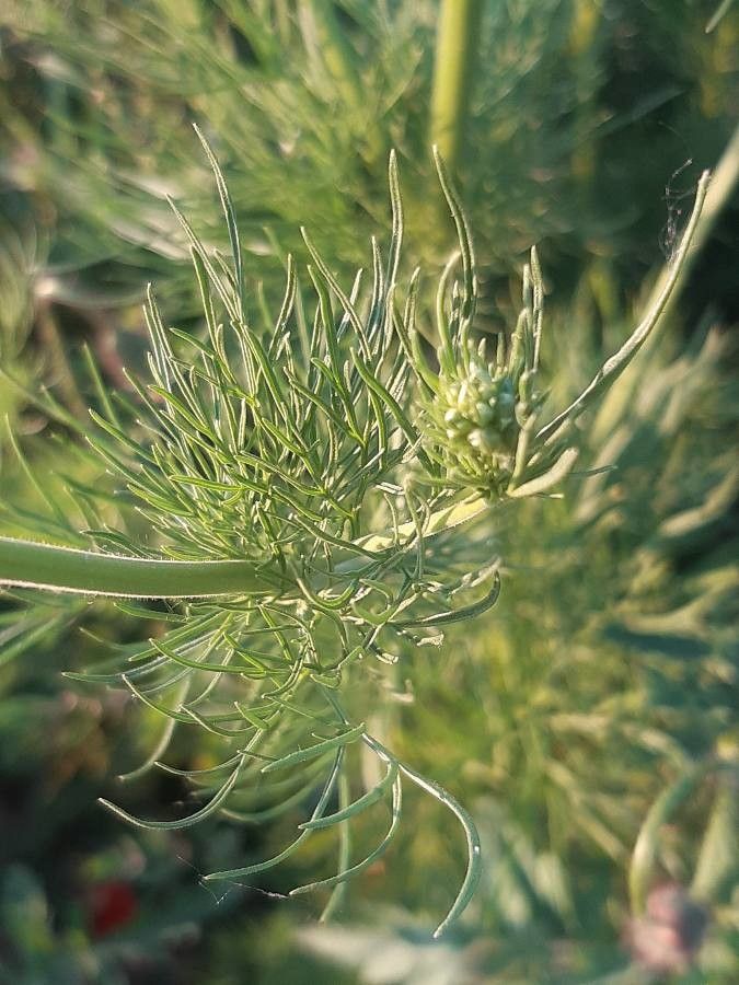 Consolida orientalis leaf