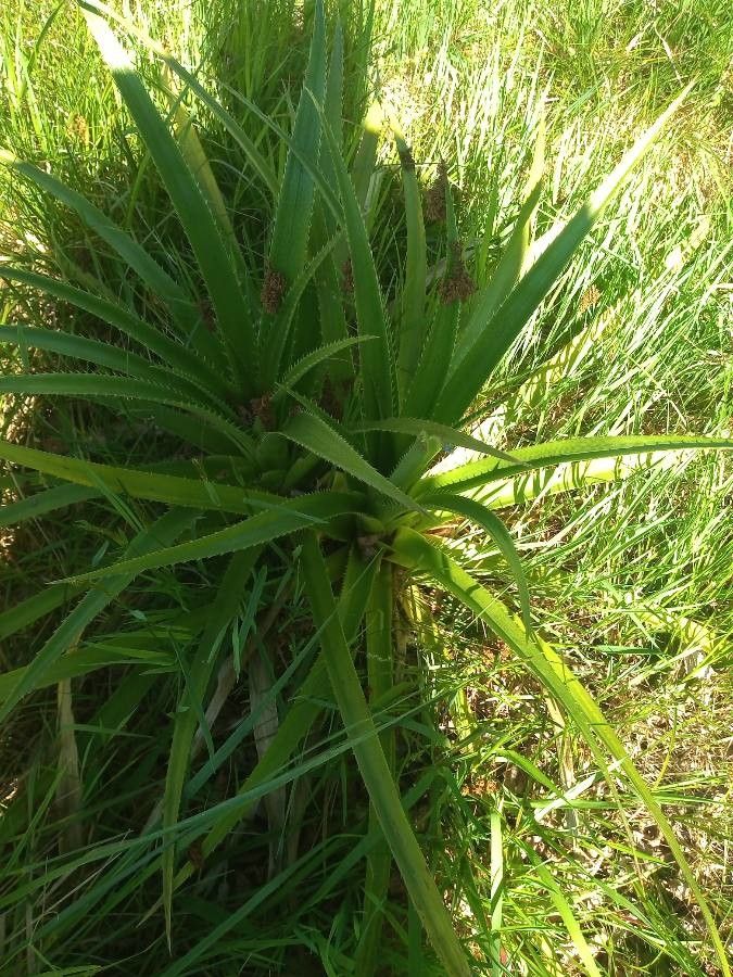 Eryngium paniculatum leaf