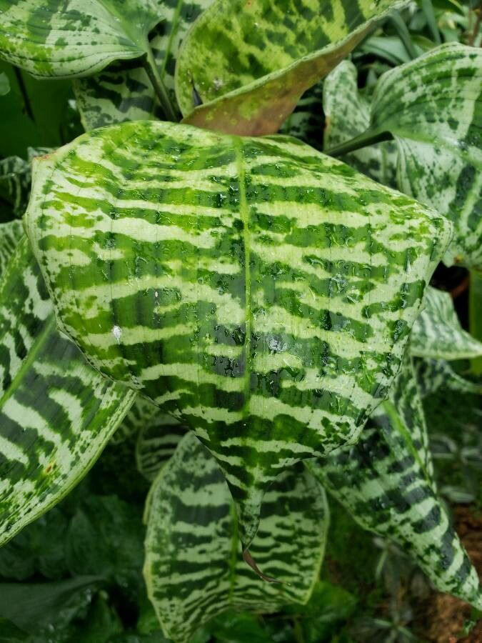 Dracaena goldieana — search result for 'Dracaena'