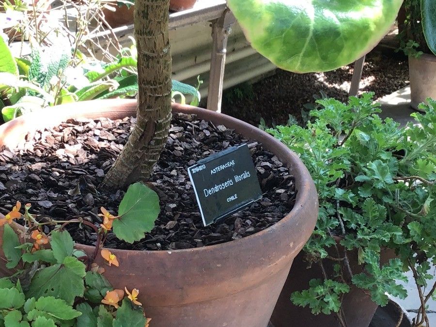 Sonchus brassicifolius bark