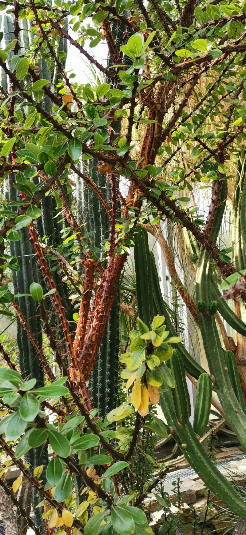Fouquieria ochoterenae other