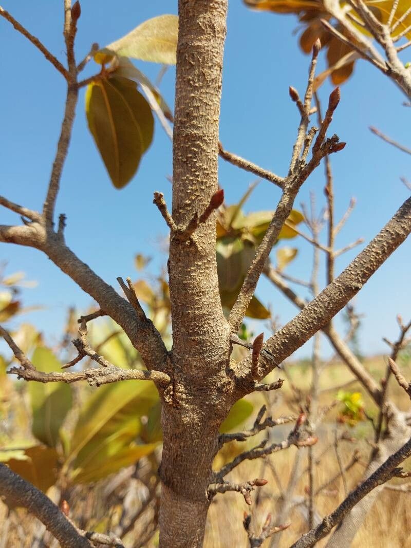 Acridocarpus excelsus bark