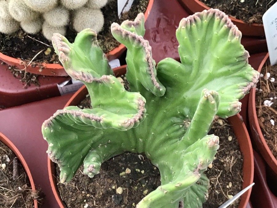 Stapelia leendertziae leaf