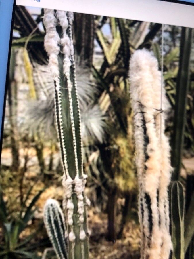 Pilosocereus leucocephalus flower