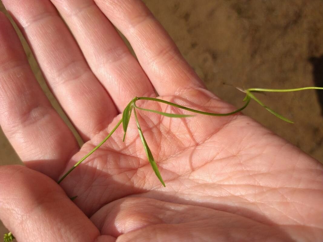 Utricularia subulata — search result for 'Utricularia'
