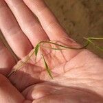 Utricularia subulata