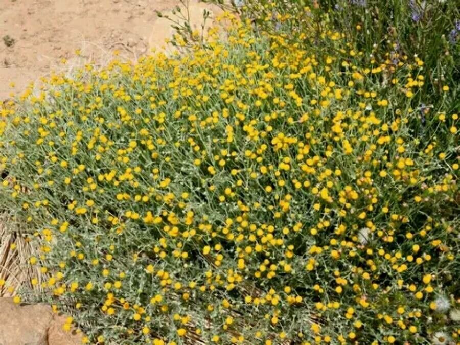 Brocchia cinerea flower