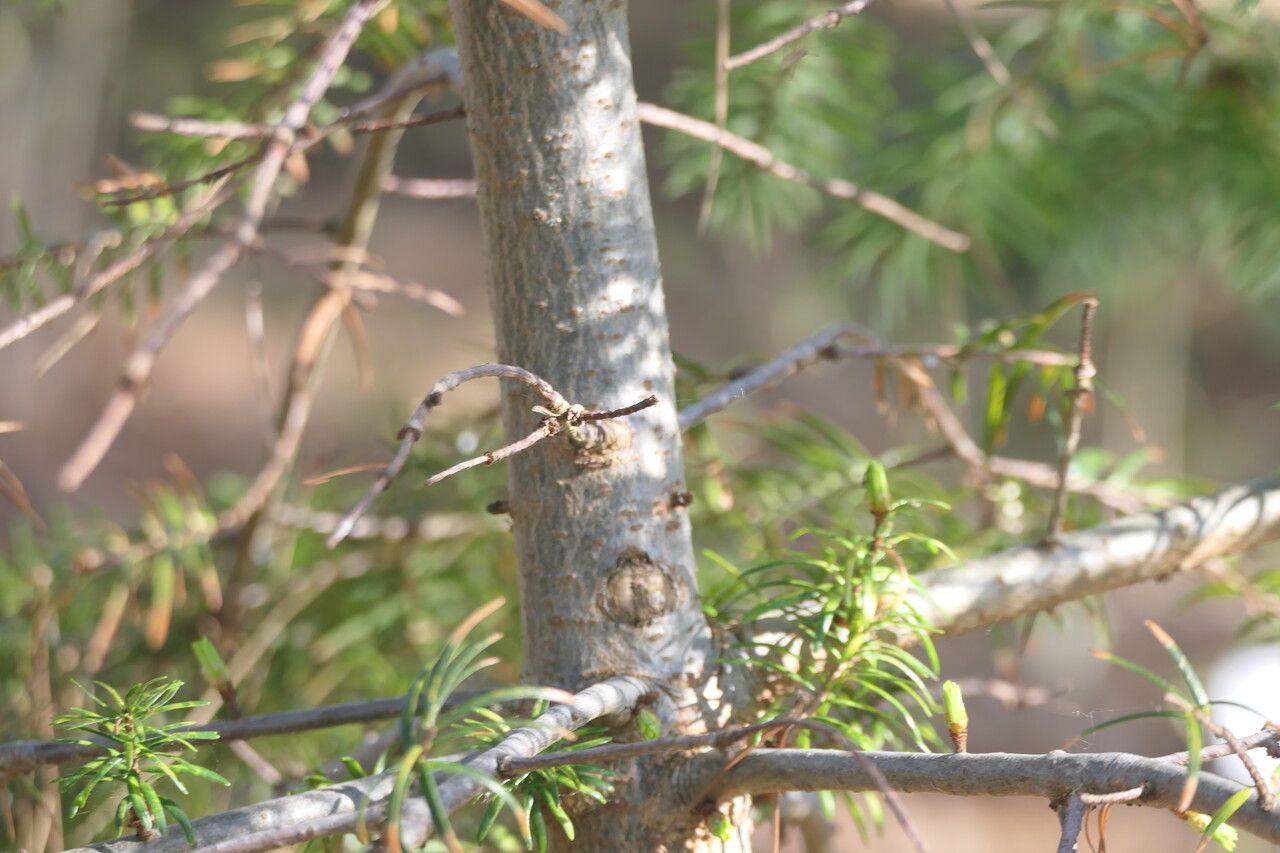 Pseudotsuga sinensis bark