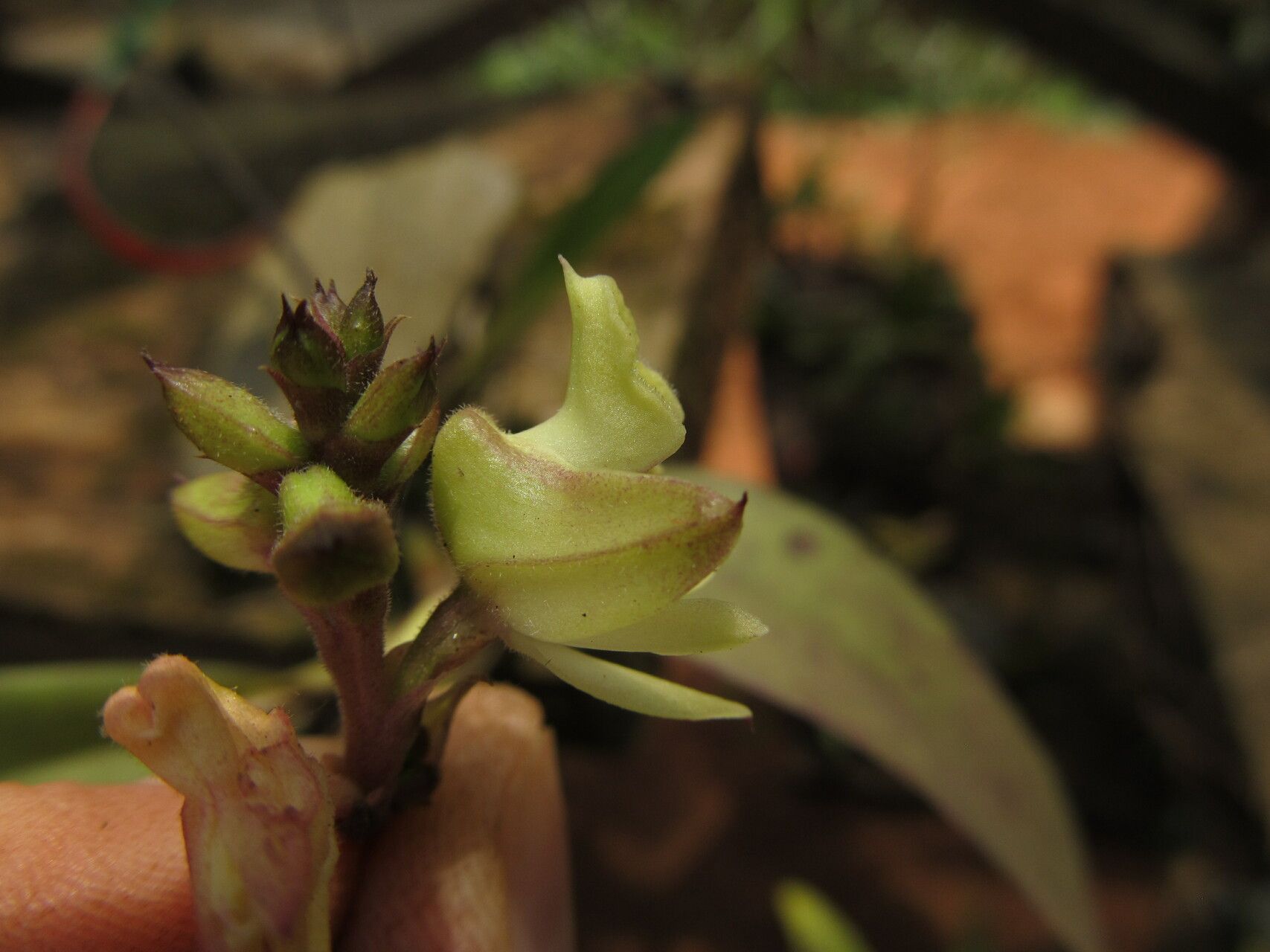 Polystachya bennettiana — houseplant care guide