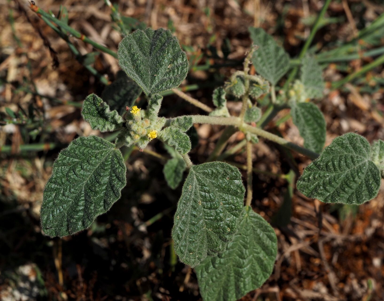 Chrozophora plicata — related species from the same genus