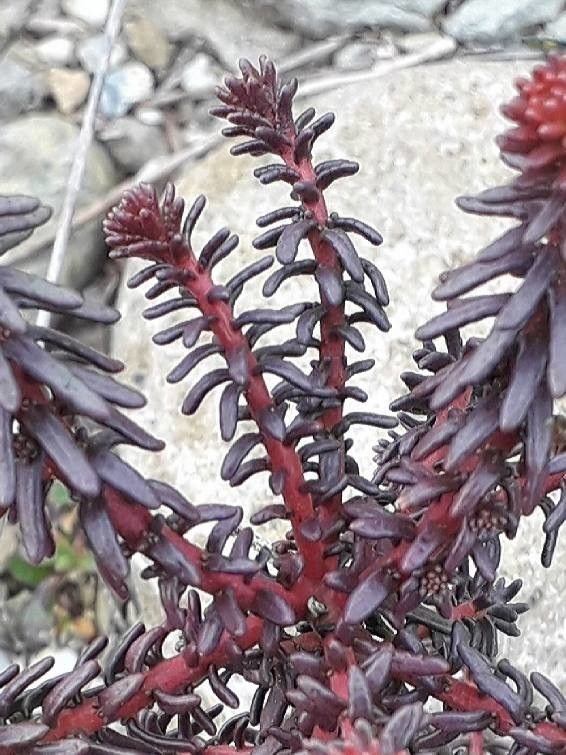 Coris monspeliensis — houseplant care guide