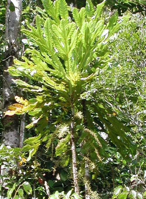 Virotia rousselii habit