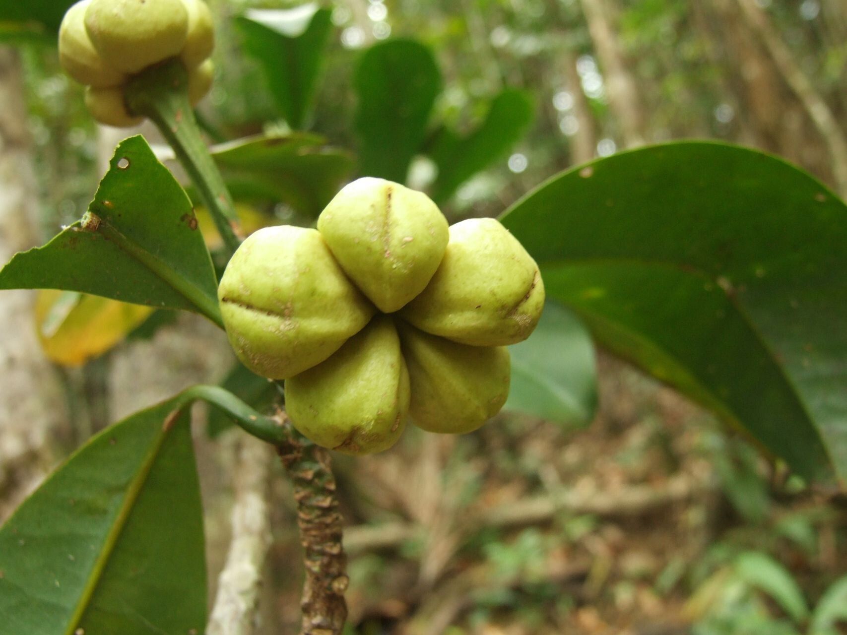 Zygogynum stipitatum fruit