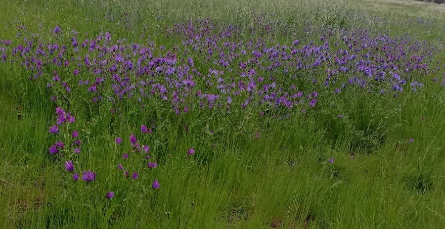 Sidalcea reptans flower