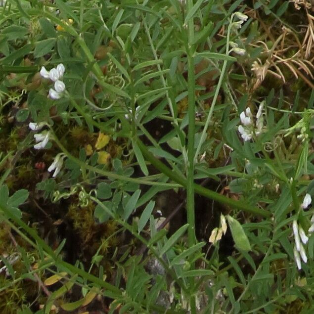 Vicia hirsuta flower