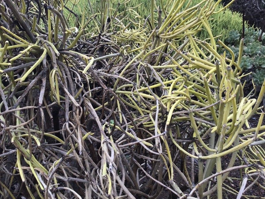 Euphorbia aphylla leaf