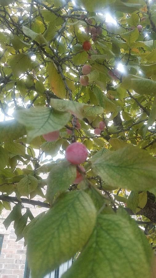 Prunus mexicana fruit