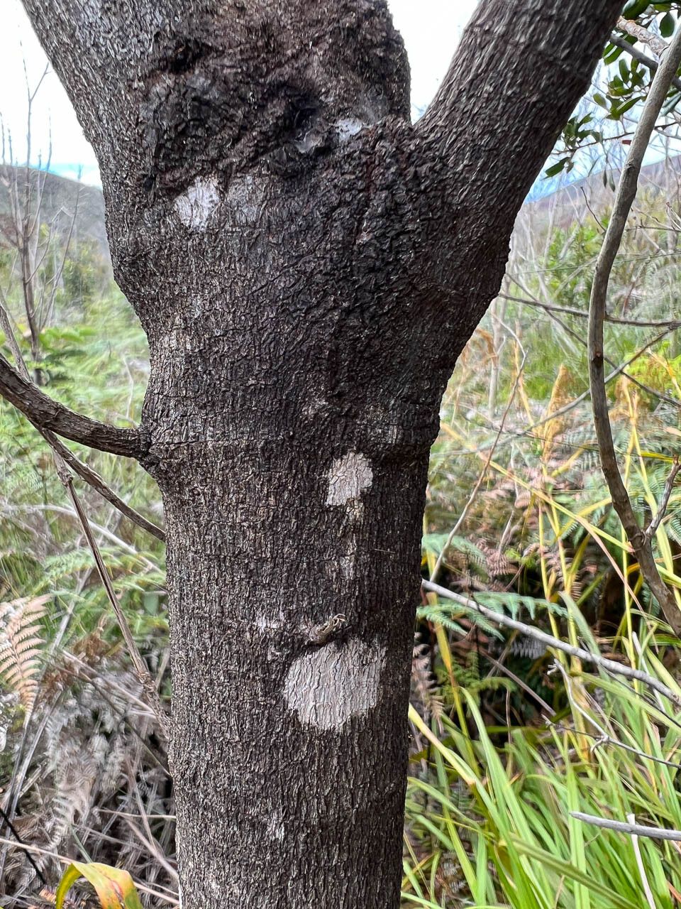 Alstonia lenormandii bark